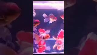 Fish are poikilothermic vertebrates that live in water and breathe with gills fish fishingvideo [upl. by Eizdnil599]