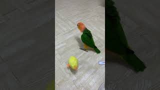 Chickens abuse chickens parrot toys Cake parrots golden head Cakes magic birds parrots cut [upl. by Kilian]