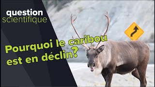 Le caribou estil en péril   Question scientifique [upl. by Jervis]