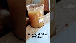 growing MLSS in ETP plant mbbr aeration biomass bacteria [upl. by Davidoff]