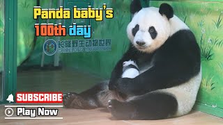 Panda Chat Group Panda Baby’s 100th Day  iPanda [upl. by Nikolos485]