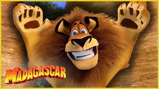 ¡Hora del espectáculo  Recopilación de Alex  DreamWorks Madagascar en Español Latino [upl. by Elkcim]