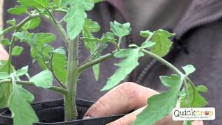 How To Grow Tomatoes  A Handy Guide For Best Results [upl. by Goody]