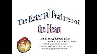 The External Features of the Heart  Anatomy  Dr Yusuf [upl. by Nostrebor672]