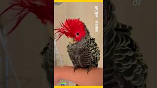 Australian parrots without combed hair what species do you know Parrot Birds Fantastic Animals [upl. by Swec492]