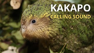 Kakapo Calling Sound [upl. by Kowalski]