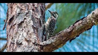 Red Cockaded Woodpecker Calls 2 [upl. by Rozek565]