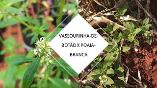 DIFERENCIE A VASSOURINHADEBOTÃO DA POAIABRANCA [upl. by Zenitram]