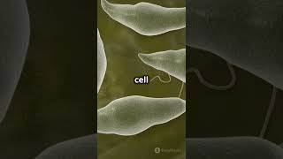 Cilia vs Flagella Cell Movers [upl. by Adlev]