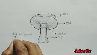 agaricus diagram  how to draw mushroom agaricus  agaricus  mushroom diagram botany [upl. by Hannahs797]