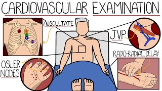 The Cardiovascular System Examination [upl. by Nile584]