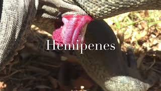 Hemipenes [upl. by Peace293]