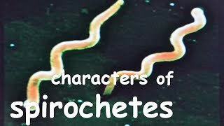 spirochete microbiology  General characteristics of spirochetes [upl. by Ecirtra538]