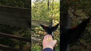 Hand feeding birds [upl. by Raab326]