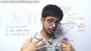 Topoisomerase 1 and 2 mechanism [upl. by Desta]