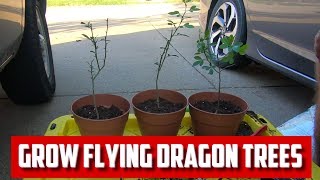 Growing Flying Dragon Orange for Citrus Rootstock [upl. by Alisha]