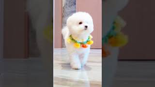 Puppy is dancing dog dogbarking doglover puppy viralvideo [upl. by Sapphire]