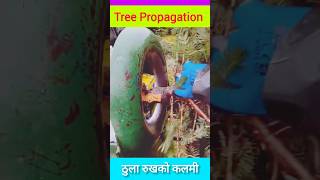 Tree propagation and transplant method [upl. by Ynner]