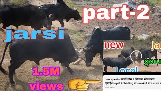 jarsi part 2 local vs jarsi goru full fight nepal dhading jharlang [upl. by Itsrejk]