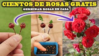 GERMINAR ROSAS tendrás CIENTOS DE ROSAS en casa es MUY FÁCIL Reproducir Rosal [upl. by Balling]