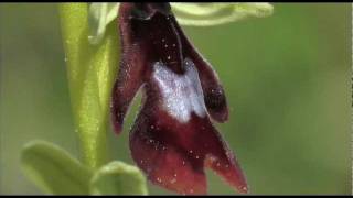 OPHRYS EXTRAIT DU FILMmov [upl. by Neelyhtak]