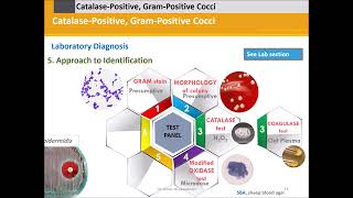 Staphylococci Catalase Positive Gram Positive Cocci [upl. by Pantin]