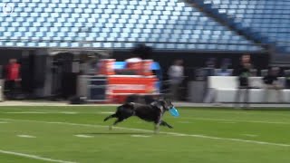 Mutts Gone Nuts practice for halftime performance in Panthers game vs Seahawks Nov 25 2018 [upl. by Burn]