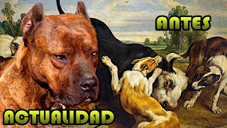 ORIGEN de las RAZAS DE PERROS mas COSTOSAS del MUNDO Dogo Argentino 100 [upl. by Farl381]