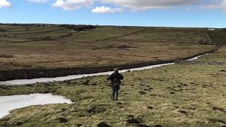 Ferreting to Harris Hawks North Yorkshire [upl. by Midan]