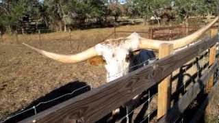 Texas Longhorn cattle [upl. by Nodearb513]