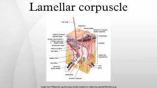 Lamellar corpuscle [upl. by Etnaud729]