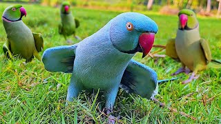 Parrot Talking Compilation [upl. by Gavan]