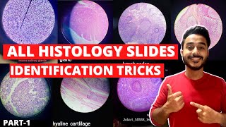 all histology slide identification tricks  how to identify histology slides  easy histology viva [upl. by Dahlia]