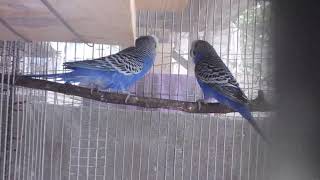 budgies mating call [upl. by Latin]