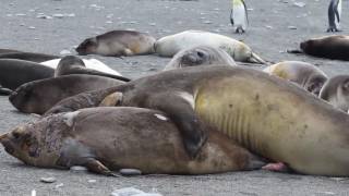 Elephant Seals Fighting and stuff [upl. by Vona]