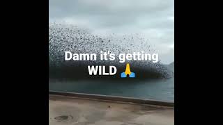 Hundreds of Birds FREE FALL out of the sky Caught on camera unbelievable [upl. by Naarah900]