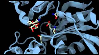 Glucokinase conformational change and binding [upl. by Oilla]