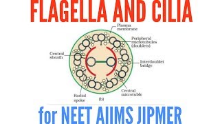 Microorganism moving methods  Flagella Pseudopodia and Cilia [upl. by Leunamne]