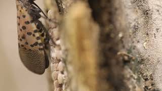 Spotted Lanternfly Covering Eggs time lapse [upl. by Cown]