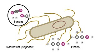 Genetically engineered bacteria turn the greenhouse gas CO₂ into butanol and hexanol [upl. by Aridan]