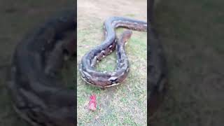 reticulatedpython retic python largest animal viralshorts youtuber saveanimalssavenature [upl. by Fulmer366]