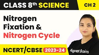 Nitrogen Fixation And Nitrogen Cycle  Microorganisms  Friends And Foe  Class 8 Science [upl. by Enniotna]