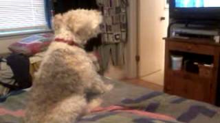 Harley Wire Fox Terrier barking at TV [upl. by Schaffel225]