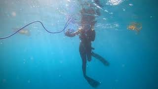 Snorkelling up Wagonga Inlet Narooma NSW [upl. by Tecla]