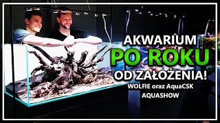 Akwarium po ROKU od założenia  Wolfie oraz AquaCSK  AQUASHOW [upl. by Owiat]