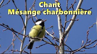 MESANGE CHARBONNIERE  Chant doiseau [upl. by Ilek]