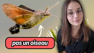 4 minutes pour comprendre le SPHINX COLIBRI [upl. by Acinoreb]