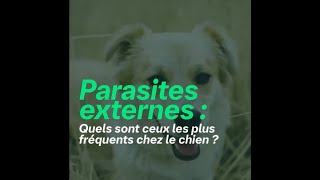 Comment savoir si mon chien a des parasites [upl. by Kleeman829]