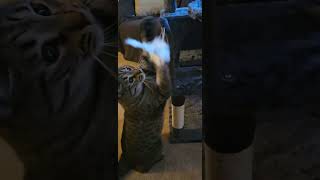 meow tyson training for boxing against jake pawl phoebe the cat viral trending cat boxing [upl. by Keelia]