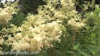 Meadowsweet herb Filipendula ulmaria [upl. by Ridgley]